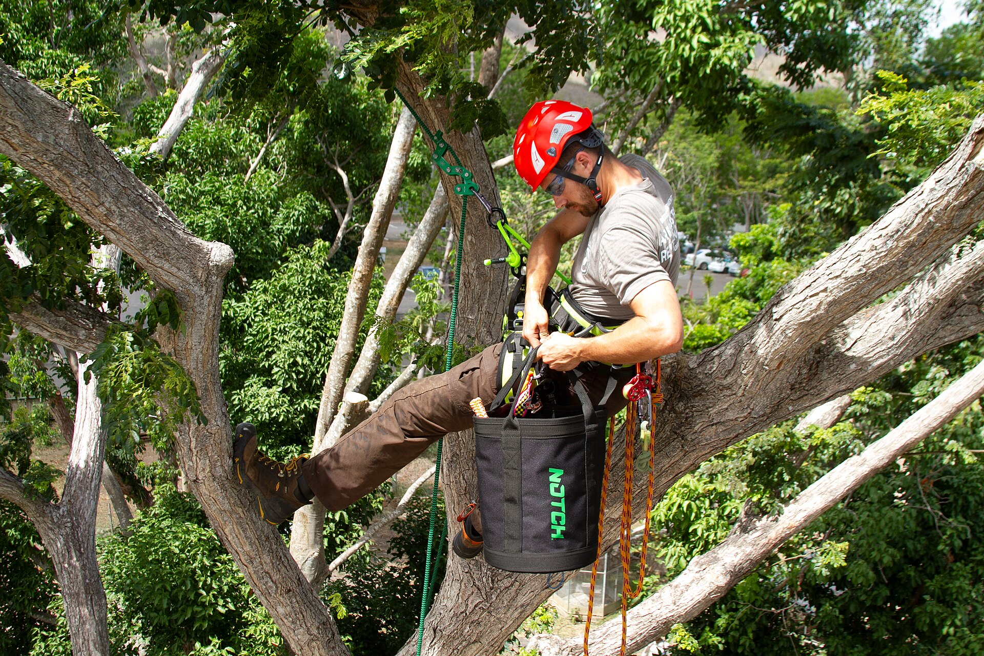 Professional arborist safely removing a large tree in Southern Oregon